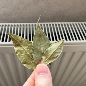 Положите лавровый лист на батарею — результат удивит всех, кто живет в квартире